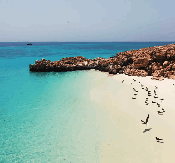 How Eco-Tourism at Daymaniyat Islands Protects Oman's Oceans