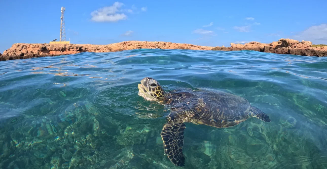 Turtles in Daymaniyat Islands: Nesting Season & Snorkeling Spots