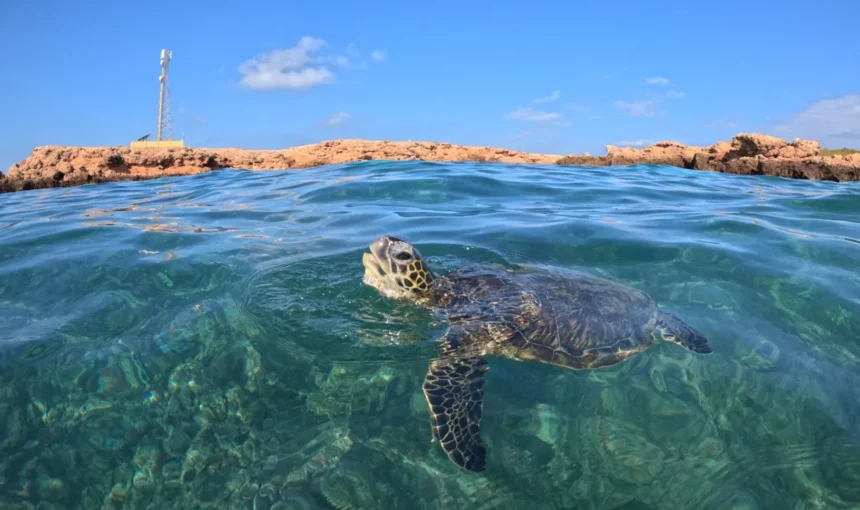 Turtles in Daymaniyat Islands: Nesting Season & Snorkeling Spots