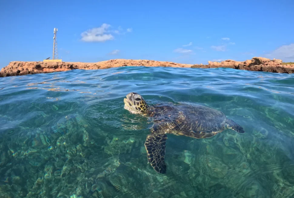 Turtles in Daymaniyat Islands
