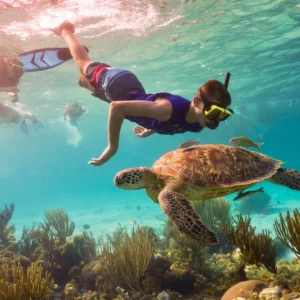 Boy snorkeling slong turtles