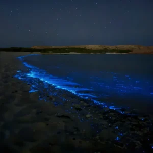 bioluminescence at daymaniyat beach