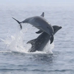 dolphin wtching trip