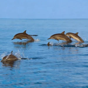 dolphins