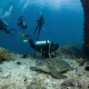 scuba diving along with turtles